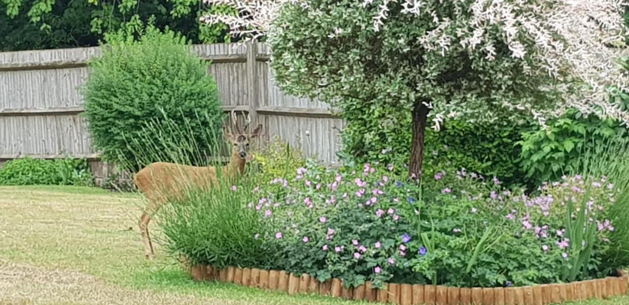 Ha'Penny Acre Bed and Breakfast Sherfield English Buitenkant foto